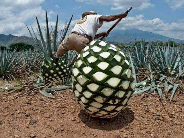 Agave Spirits-Flask Fine Wine & Whisky Online